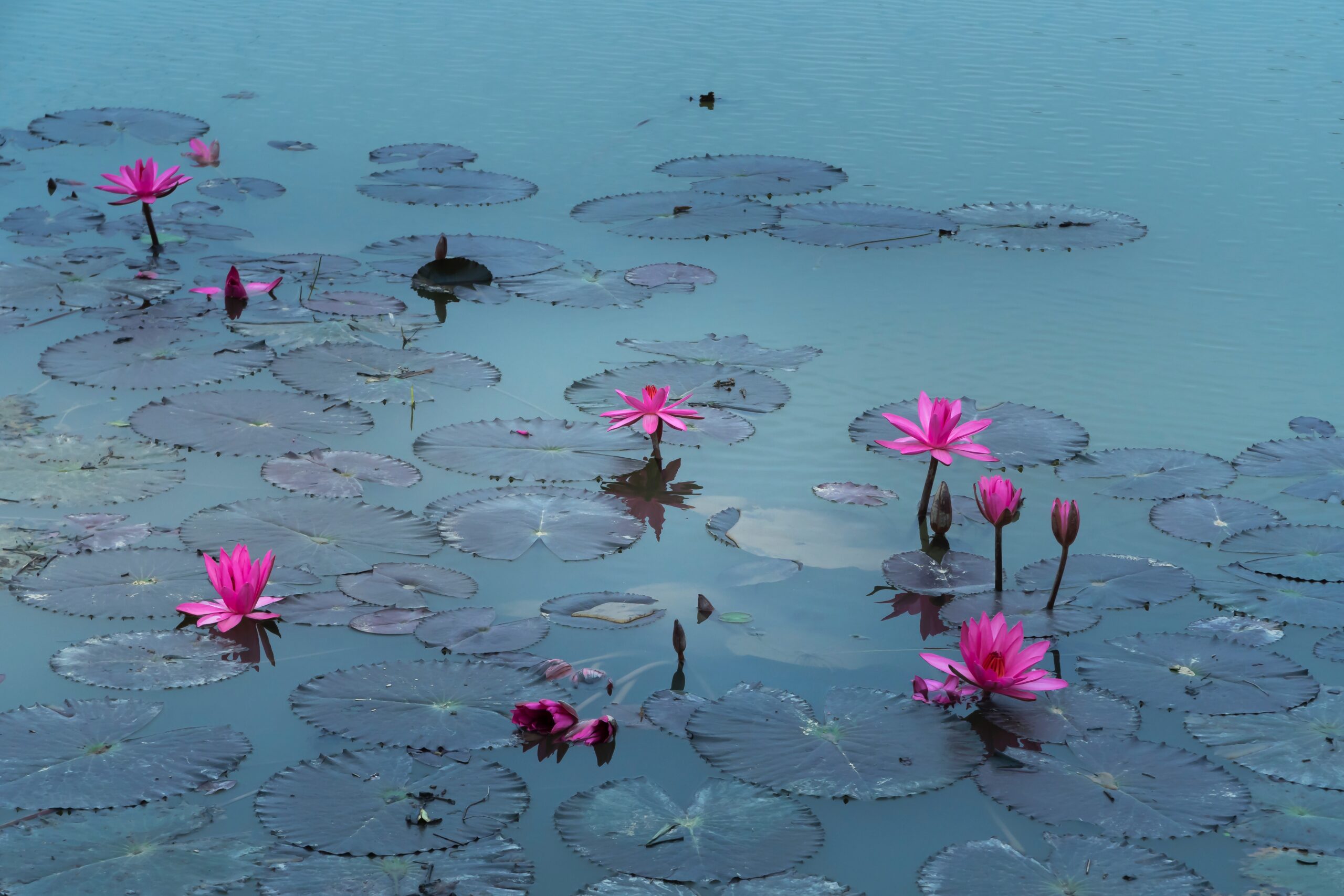 Nénuphars roses sur une eau aqua
