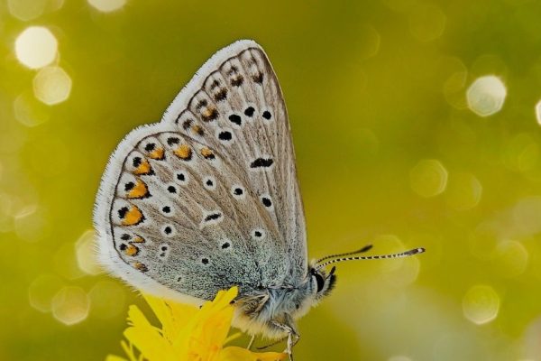 photo d'un papillon